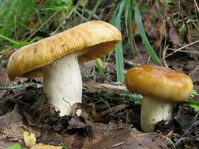 Валуй (Russula foetens) фотографии, видео и истории