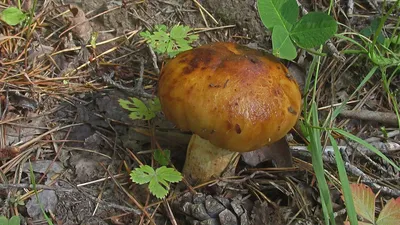 Валуй (Russula foetens) - YouTube