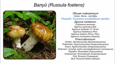 Ложный валуй (Hebeloma crustuliniforme). Фото на сайте "Грибы: информация и  фотографии"