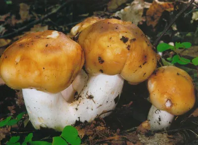 Валуй (Russula foetens) – Грибы Сибири [Вложение: 21520]