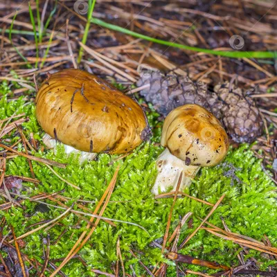 Фотокаталог грибов: Ложный валуй (Hebeloma crustuliniforme)