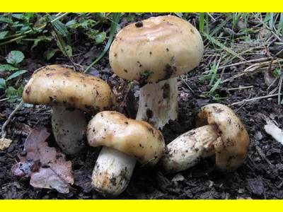 Вячеслав Степанов: Грибы Калужской области - Валуй (Russula foetens)