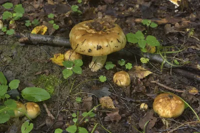 Грибы (Russula foetens) валуй - «Гриб не из простых в плане приготовления.  Зачем его"топить" и что делать после? Всё расскажу. » | отзывы