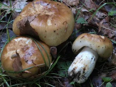 Гриб Валуй Russula Foetens - YouTube