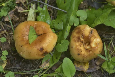 Валуй (Russula foetens) – Грибы Сибири [Вложение: 21519]