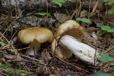 Валуй (Russula foetens) - грибы России