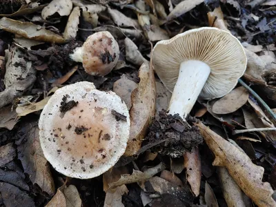 Валуй (Russula foetens) - грибы России