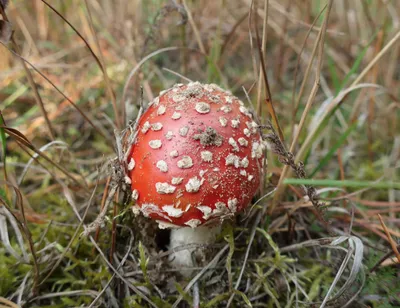 Amanita muscaria, Мухомор красный