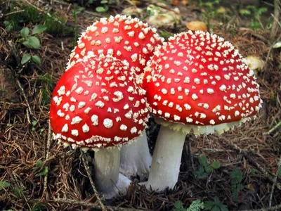 Мухомор болотный (Amanita paludosa) – Грибы Сибири