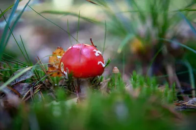 Гриб мухомор своими руками с выкройкой | Do-it-yourself fly agaric mushroom  with pattern - YouTube