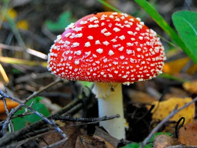 Мухомор красный (Amanita muscaria) - Природа Республики Мордовия