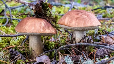 Leccinum aurantiacum, Подосиновик красный