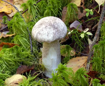 Подберезовик разноцветный, Leccinum variicolor - Грибы Средней Полосы