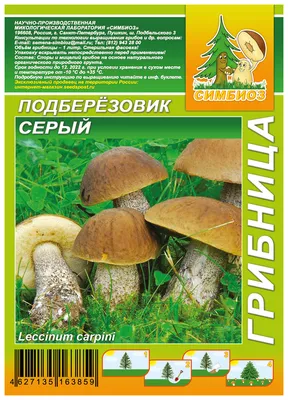 Мицелий Подберезовика обыкновенного (Leccinum scabrum)