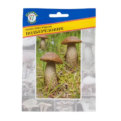 Гриб Подберёзовик обыкновенный Léccinum scábrum - купить мицелий грибов в  интернет-магазине