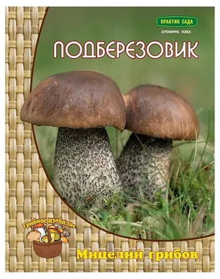 Съедобные грибы: белый, подосиновик, подберезовик. Описание, фото, полезные  советы! | Интересное