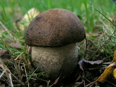 Leccinum scabrum, Подберезовик обыкновенный