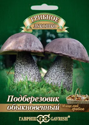 ✓ Мицелий Подберезовик на зерновом субстрате, 15мл по цене 186 руб. ◈  Большой выбор ◈ Купить по всей России ✓ Интернет-магазин Гавриш ☎  8-495-902-77-18