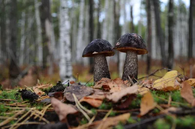 Подберёзовик обыкновенный (Leccinum scabrum) – Грибы Сибири