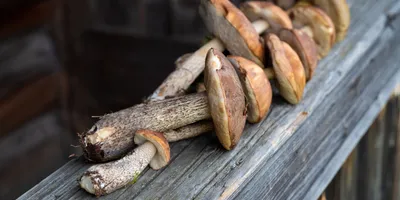 Подберёзовик жестковатый (Leccinum duriusculum) - Picture Mushroom