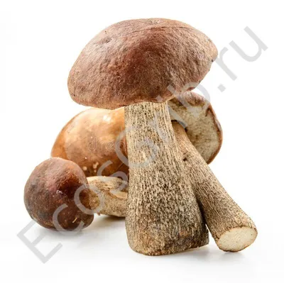 Подберёзовик болотный (Leccinum holopus) – Грибы Сибири