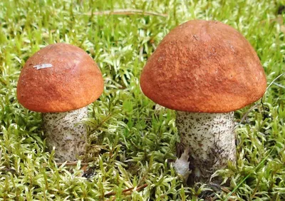 Подосиновик сосновый (Leccinum vulpinum) – Грибы Сибири