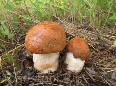 Leccinum aurantiacum, Подосиновик красный