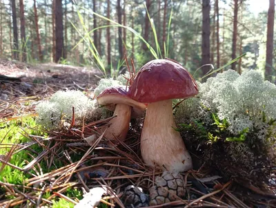 Съедобные грибы: белый, подосиновик, подберезовик. Описание, фото, полезные  советы! | Интересное