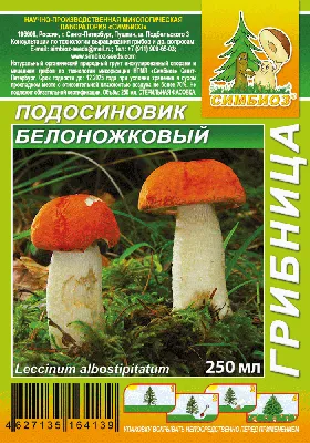 Мицелий Подосиновика обыкновенного / Красноголовик (Leccinum aurantiacum)