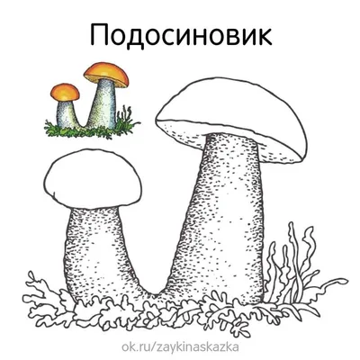 Грибы Подосиновик обыкновенный - «🍄 Подосиновики люблю всей душой и  сердцем за вкус, за текстуру и огромный размер| Как я монетизировала свое  осенне-летнее хобби и заработала около 10 тысяч за две недели » | отзывы