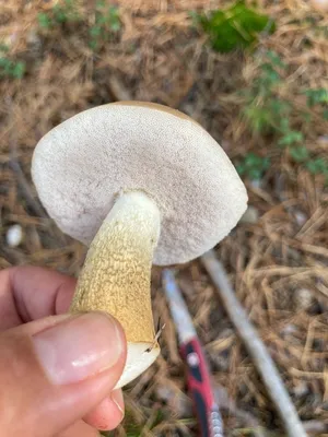 Подосиновик белоножковый (Leccinum albostipitatum) – Грибы Сибири