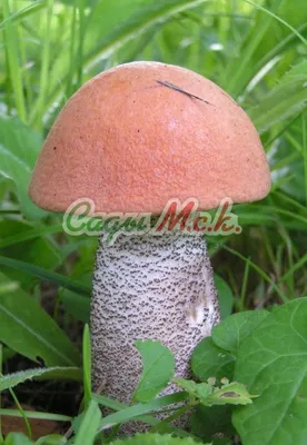 Подосиновик белоножковый, Leccinum albostipitatum - Грибы Средней Полосы