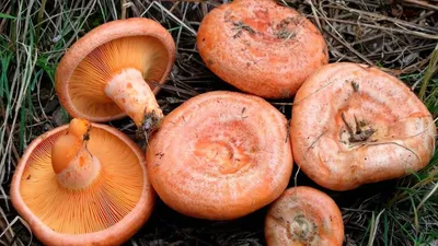 Гриб Рыжик настоящий Lactarius deliciosus - купить мицелий грибов в  интернет-магазине