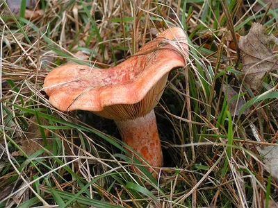 Рыжик еловый - Lactarius deterrimus - Грибы Уломы Железной