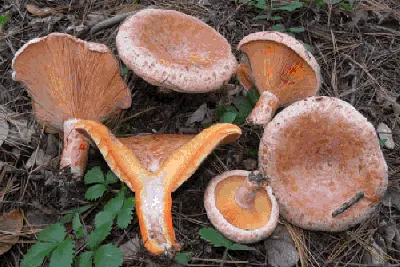 Рыжик: описание гриба, как выглядит и какого цвета, где растет, польза, вред