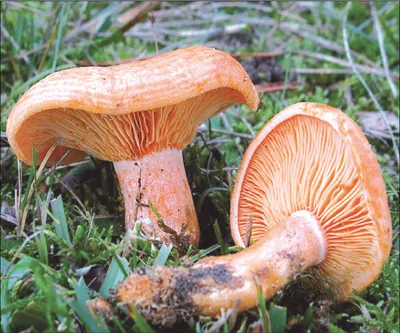 Рыжик сосновый (настоящий), Lactarius deliciosus - Грибы Средней Полосы