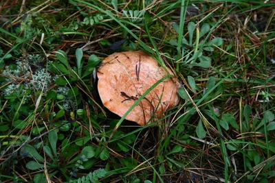 Lactarius deterrimus, Рыжик еловый