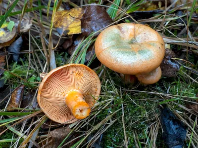 Вячеслав Степанов: Грибы Калужской области - Рыжик настоящий (Lactarius  deliciosus)