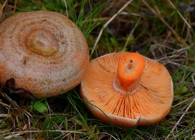 Рыжик еловый бореальные грибы (51 фото) - 51 фото
