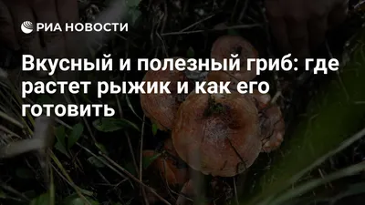 Что мы знаем о рыжиках. Интересные факты об этих замечательных грибах. |  грибной критик | Дзен