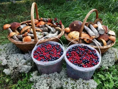 В Минлесхозе напомнили о правилах сбора ягод и грибов в Беларуси