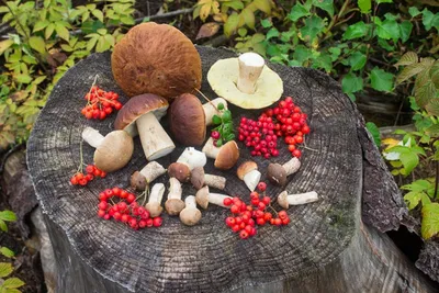 Ученые рассказали об урожае грибов и ягод в лесах Беларуси