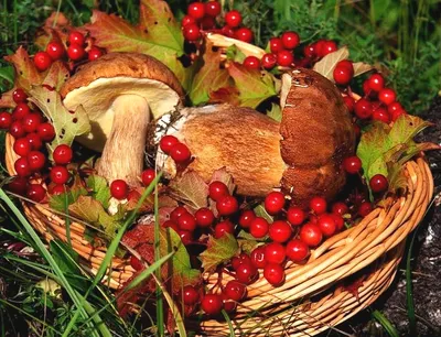Как избежать штрафов, собирая грибы и ягоды - Рамблер/новости