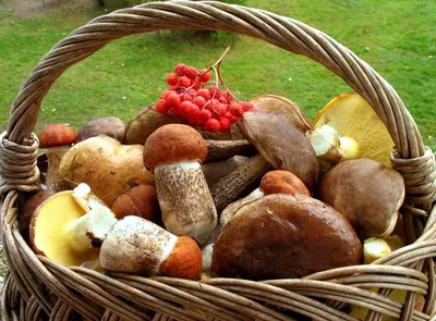 Сколько килограммов грибов и ягод можно собрать бесплатно, рассказали в  Минэкологии