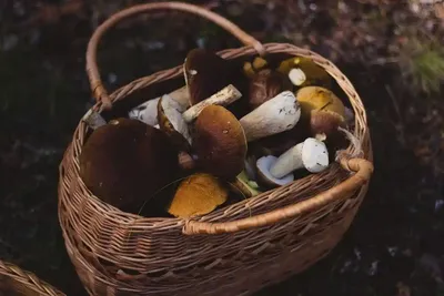 Ассорти из съедобных грибов и ягод…» — создано в Шедевруме