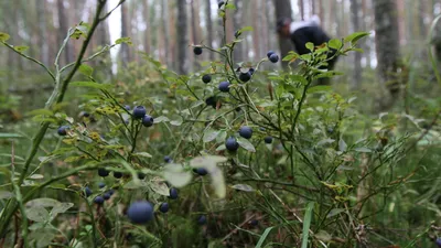В России предложили ввести налог на сбор грибов и ягод