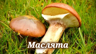 Suillus granulatus, Маслёнок зернистый