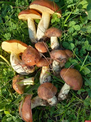 Фотокаталог грибов: Маслёнок лиственничный (Suillus grevillei)