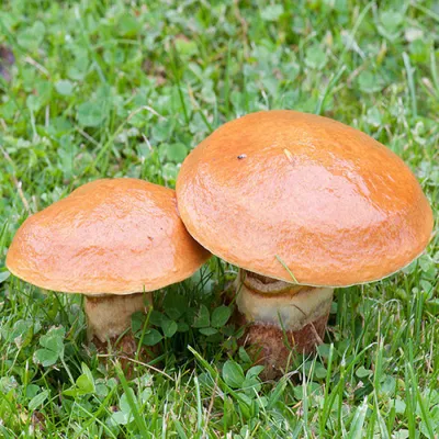 Маслёнок полоножковый (Suillus cavipes) – Грибы Сибири