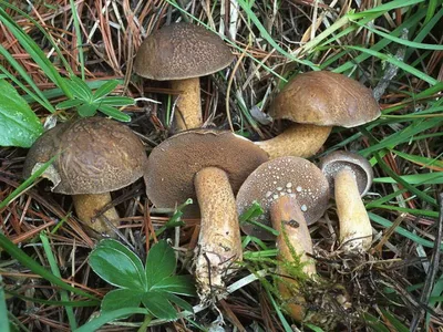 Primhobby | Товары для Хобби и рукоделия - Искусственные грибы маслята на  проволоке 5шт
